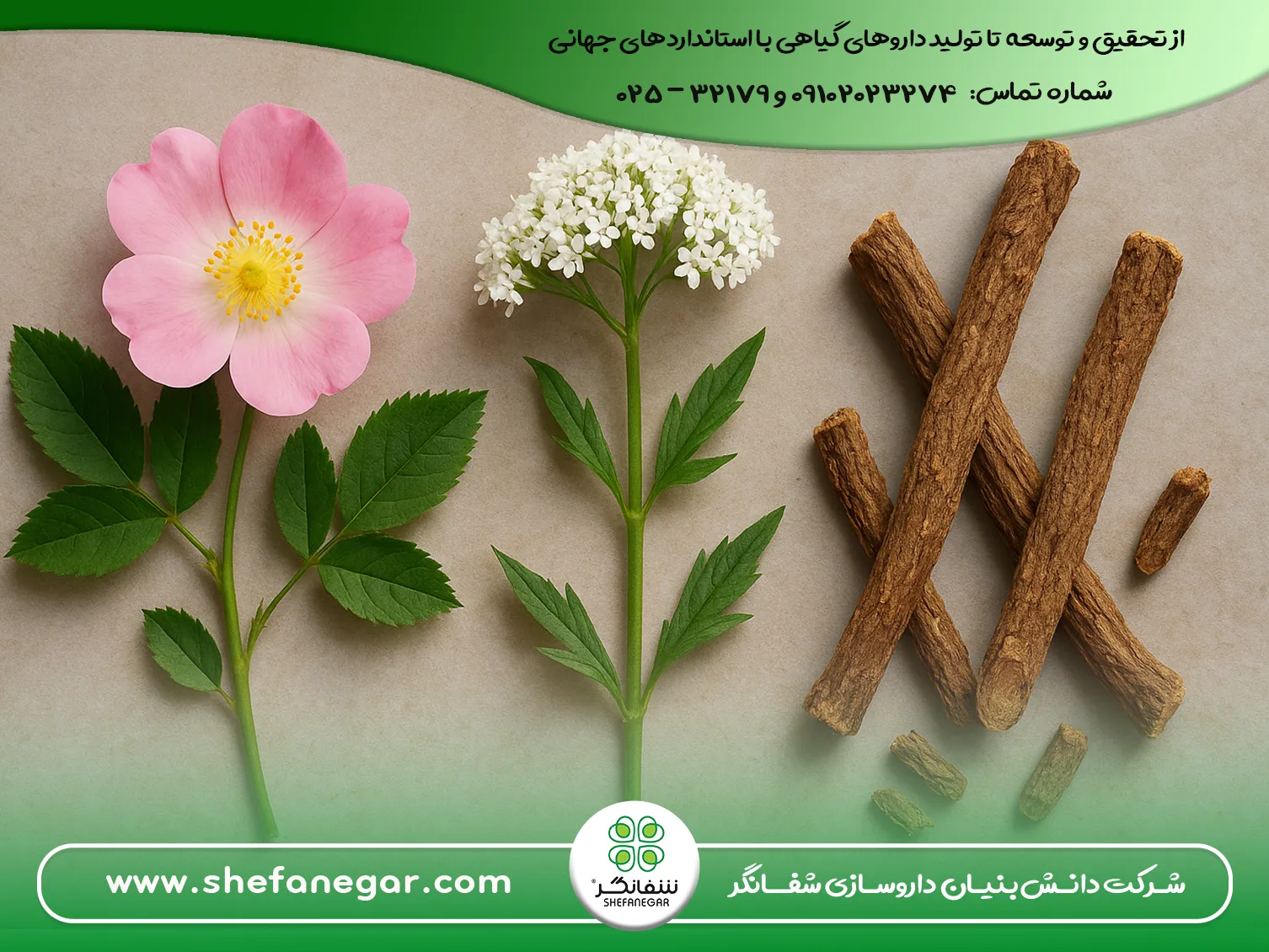 گیاهان دارویی برای درمان-ترش-کردن-معده