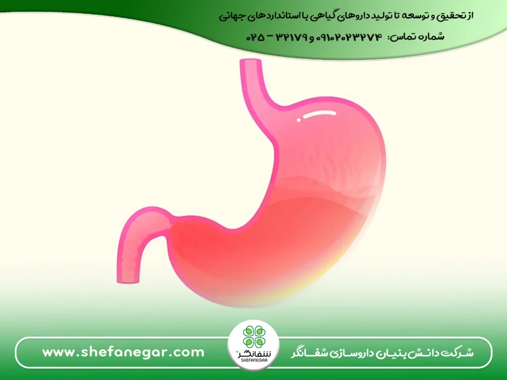 بهترین-درمان-گیاهی--کاهش-نفخ-شکم-قرص-بلغم(دواء-البلغم)-شفانگر