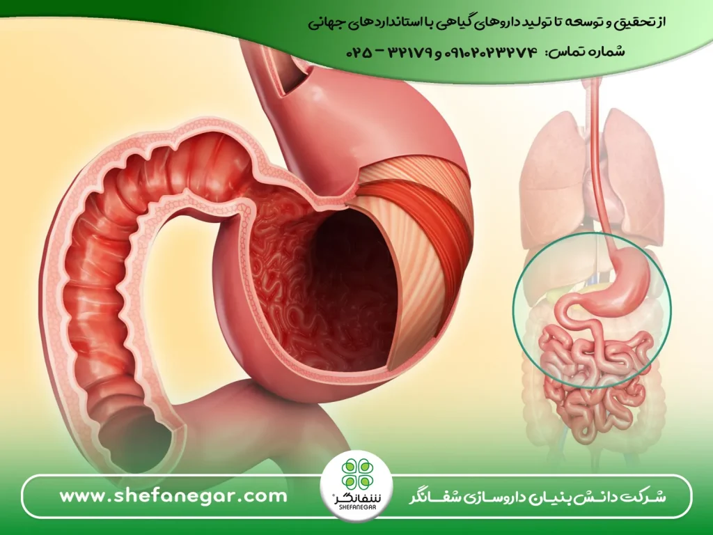 دلایل-بروز-مشکلات-گوارشی-و-درمان-با-محصولات-شفانگر