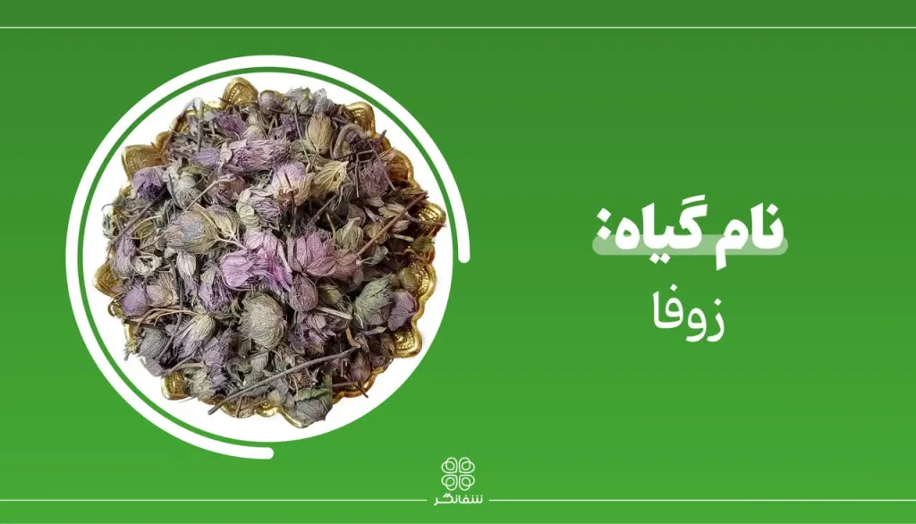 شربت زوفای شفانگر- معرفی گیاه زوفا