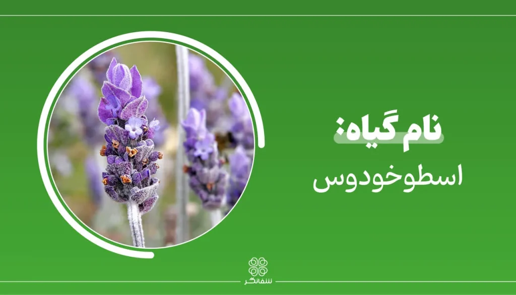شربت زوفای شفانگر- معرفی گیاه اسطوخودس true lavender
