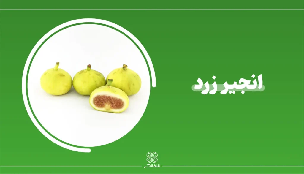 شربت زوفای شفانگر- معرفی گیاه انجیر Ficus carica