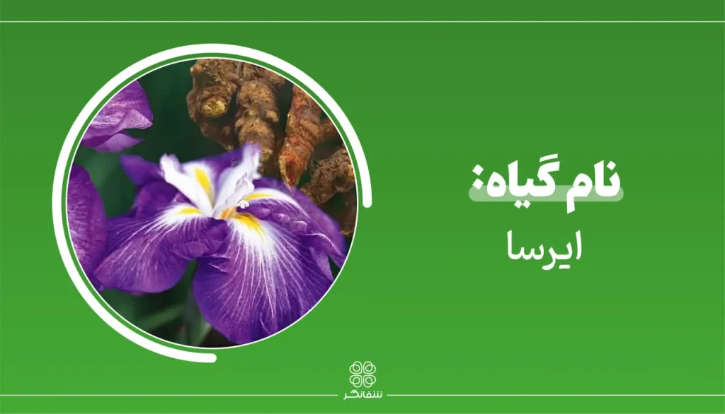 شربت زوفای شفانگر- معرفی گیاه ایرسا (زنبق – Iris)