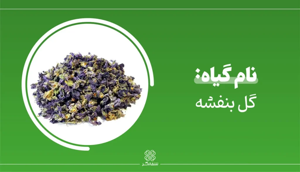 شربت زوفای شفانگر- معرفی گیاه بنفشه (Sweet Violet)