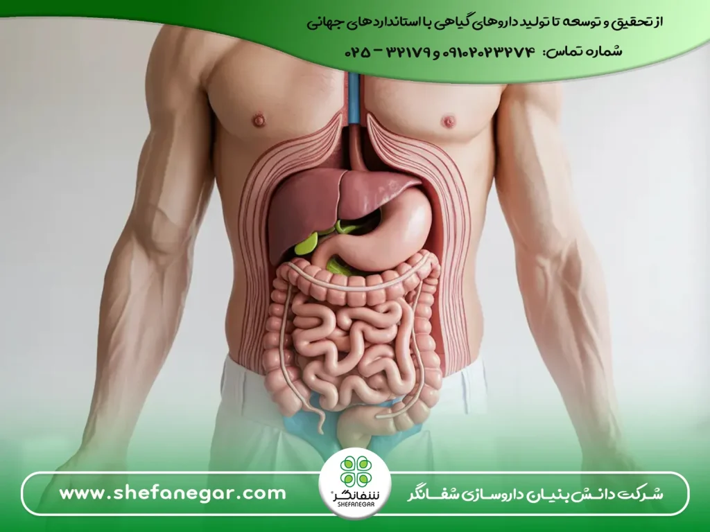 درمان-گیاهی-ترش-کردن-معده-و-اسهال-با-قرص-بلغم-شفانگر
