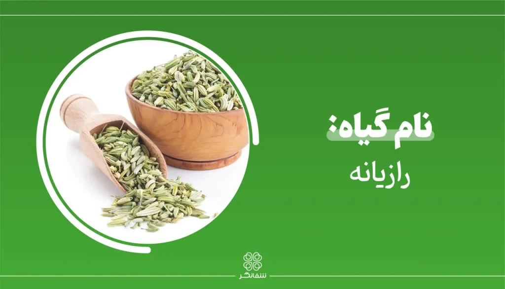 شربت زوفای شفانگر- معرفی گیاه رازیانه (Fennel)