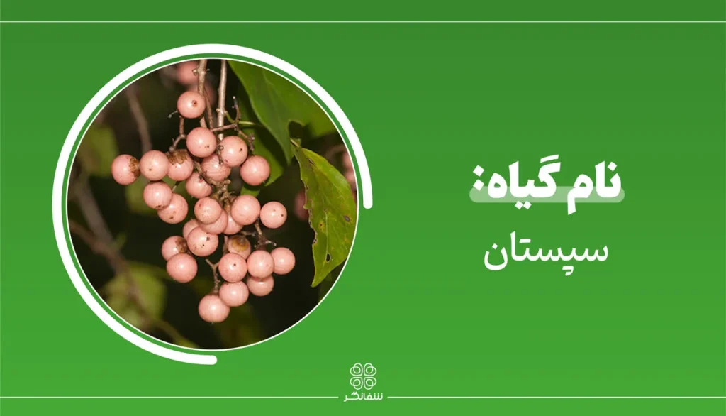 شربت زوفای شفانگر- معرفی گیاه سپستان Assyrian plum