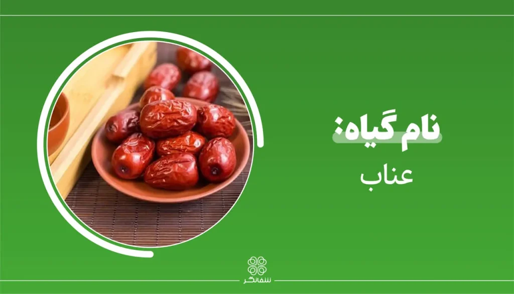 شربت زوفای شفانگر- معرفی گیاه عناب (Jujube)
