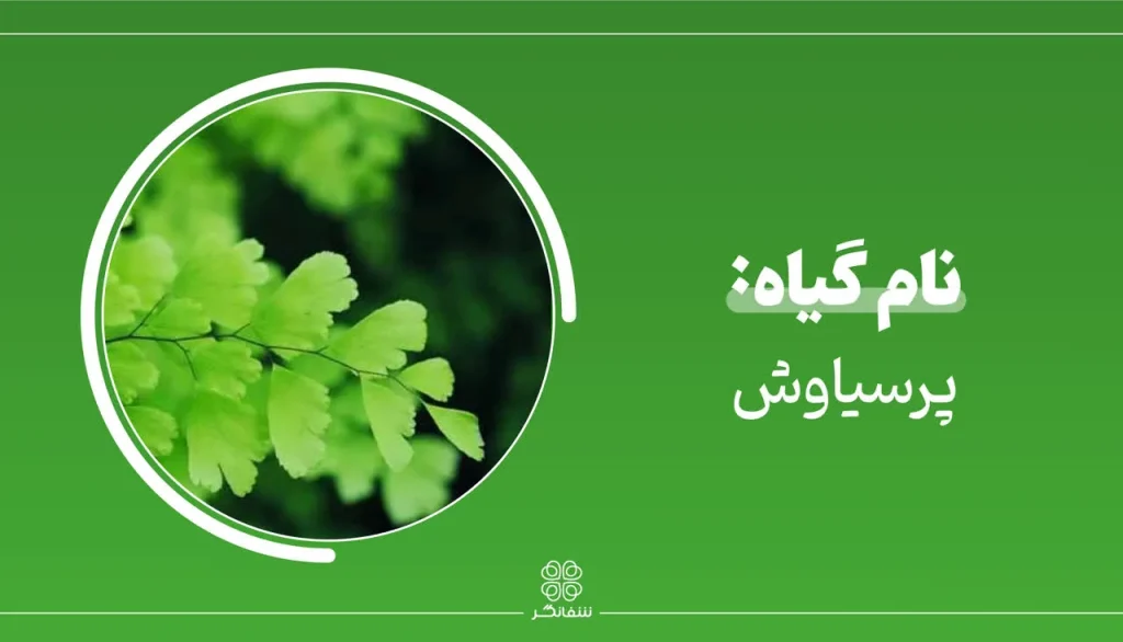 شربت زوفای شفانگر- معرفی گیاه پرسیاوشان