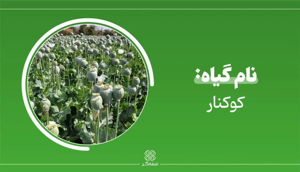 شربت زوفای شفانگر- معرفی گیاه کوکنار opium poppy