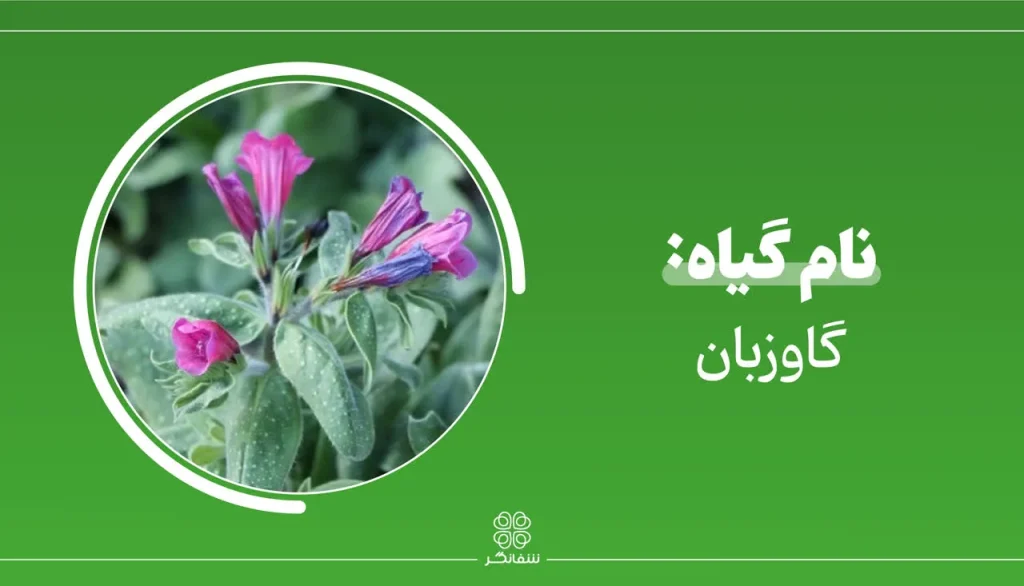 شربت زوفای شفانگر- معرفی گیاه گاوزبان (Echium amoenum)